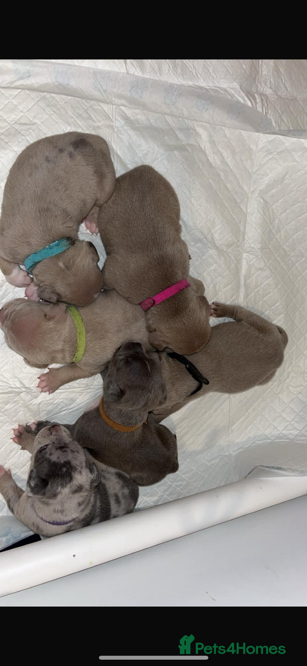 American Bull Staffy dogs for sale: 10 pocket bully - Image 5