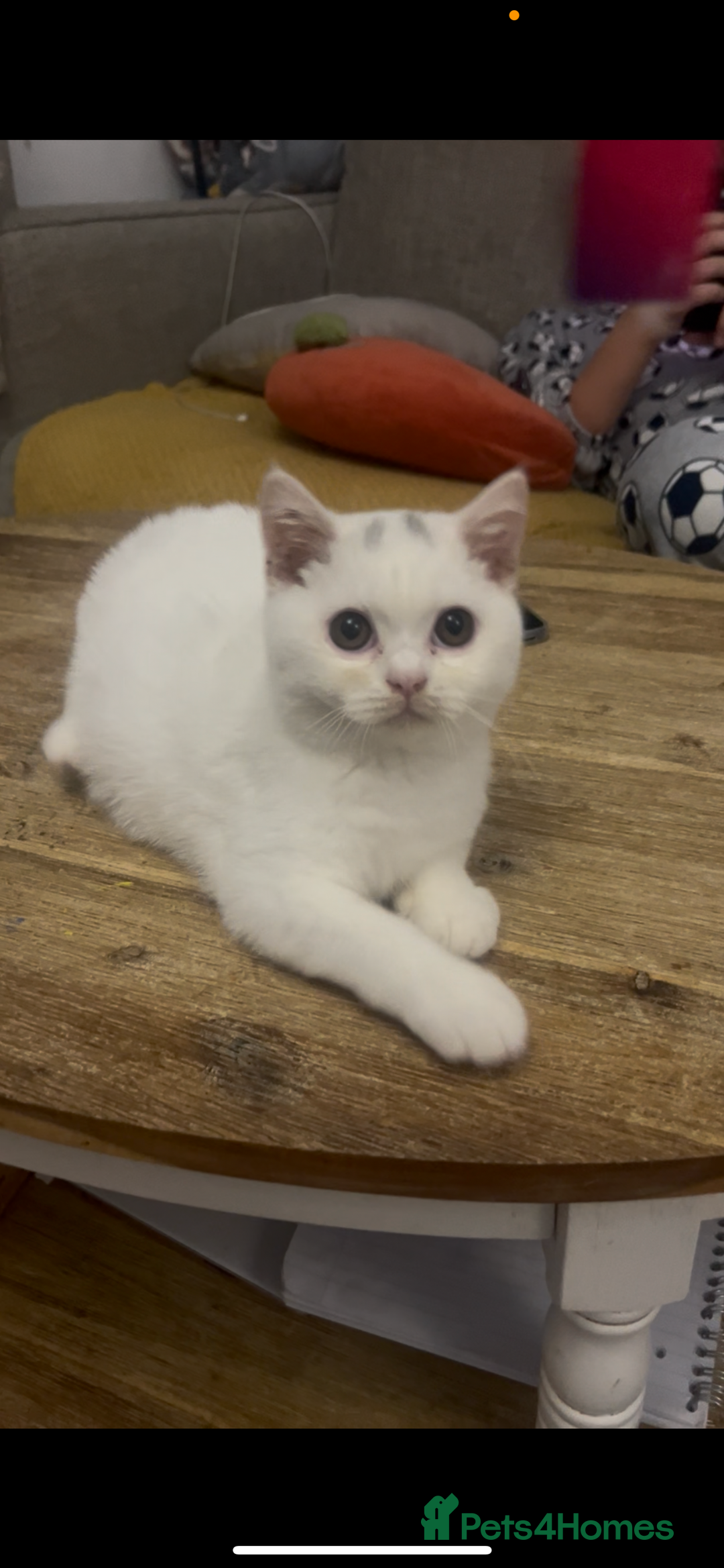 British Shorthair cats for sale: Last 2 stunning kittens BSH ready now - Advert 7