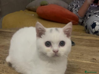 British Shorthair cats Last 1 stunning kittens BSH ready now - Advert 3