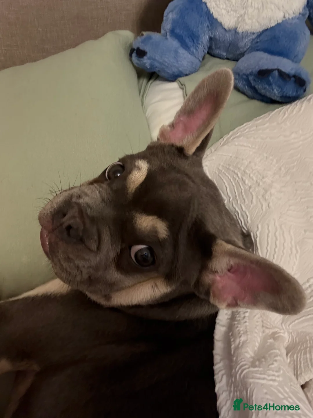 French Bulldog dogs for sale: French bulldog male  in Yeovil - Advert 2