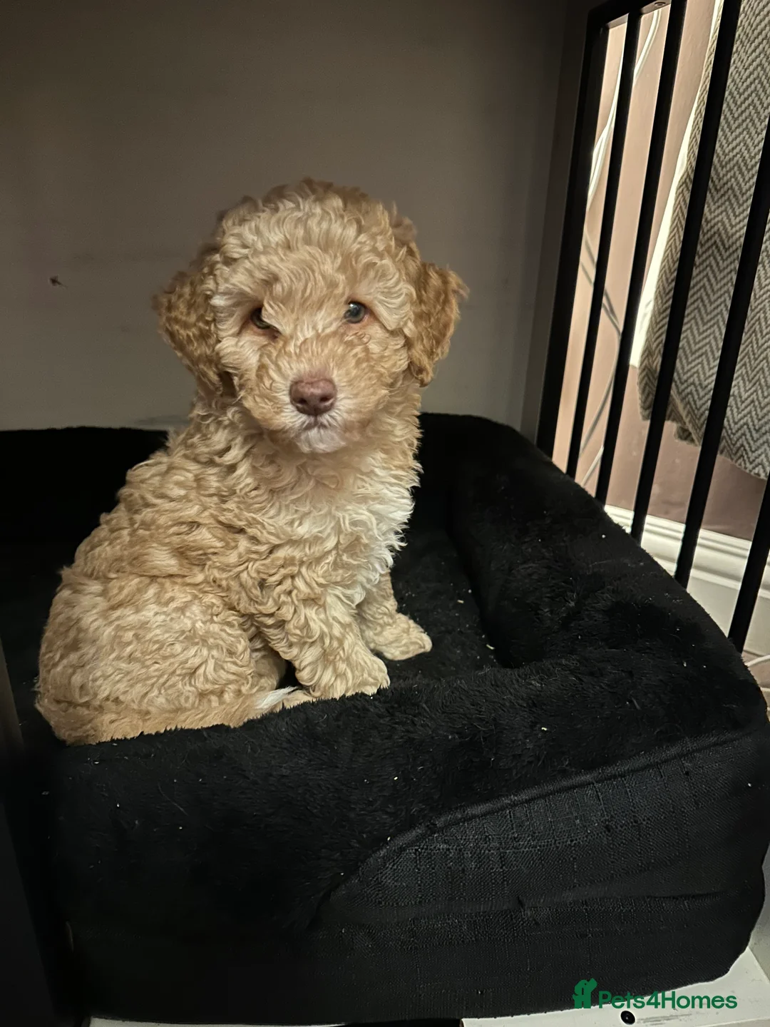 Cavapoo dogs for sale: 💥ONE BOY LEFT-READY TO LEAVE NOW💥 F1B Cavapoos. - Advert 17