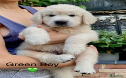 Golden Retriever dogs for sale: Exceptional KC Goldens- MULTI Champions Bloodline - Image 17