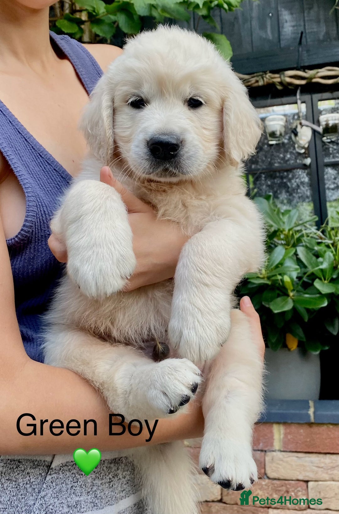 Golden Retriever dogs for sale: Exceptional KC Goldens- MULTI Champions Bloodline - Image 17