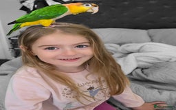 Parrots birds for sale: Handreared Yellow Thighed Caique - Image 3
