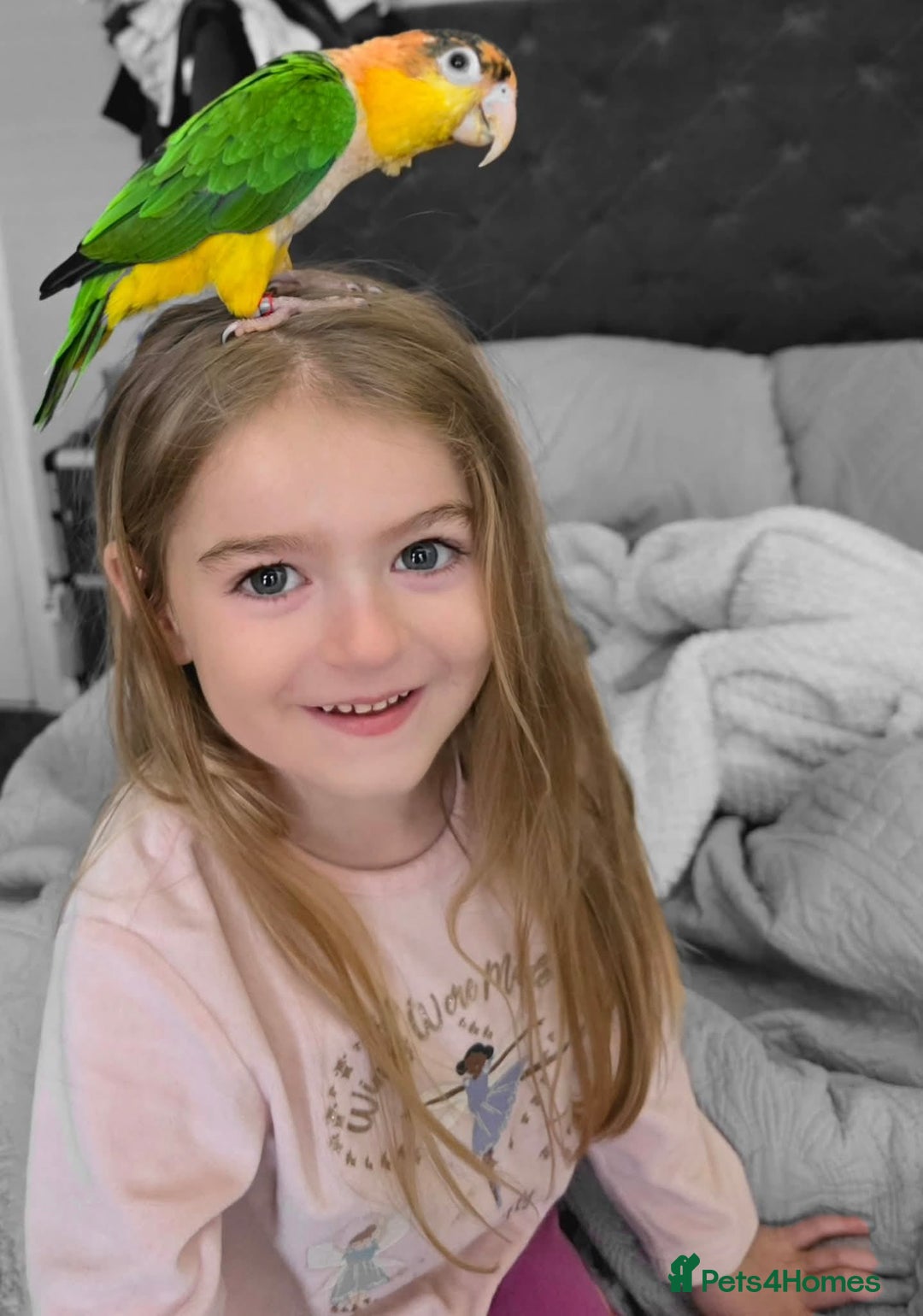 Parrots birds for sale: Handreared Yellow Thighed Caique - Image 3