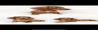 Miniature Dachshund 6
