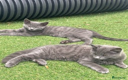 Domestic Shorthair cats for sale: Last 2 kittens available.  - Image 1