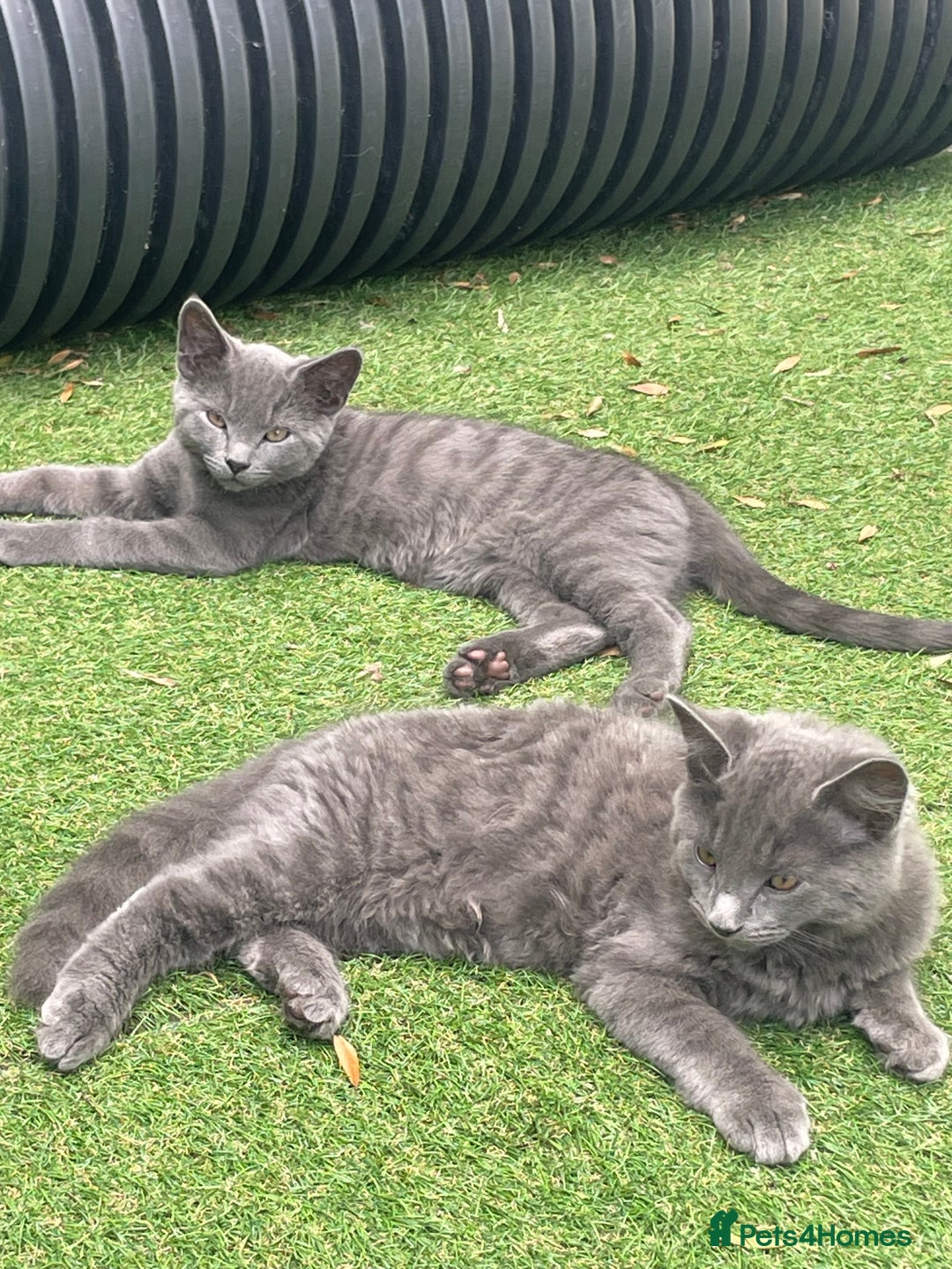 Domestic Shorthair cats for sale: Last 2 kittens available.  - Image 1