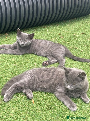 Domestic Shorthair cats - Advert 20