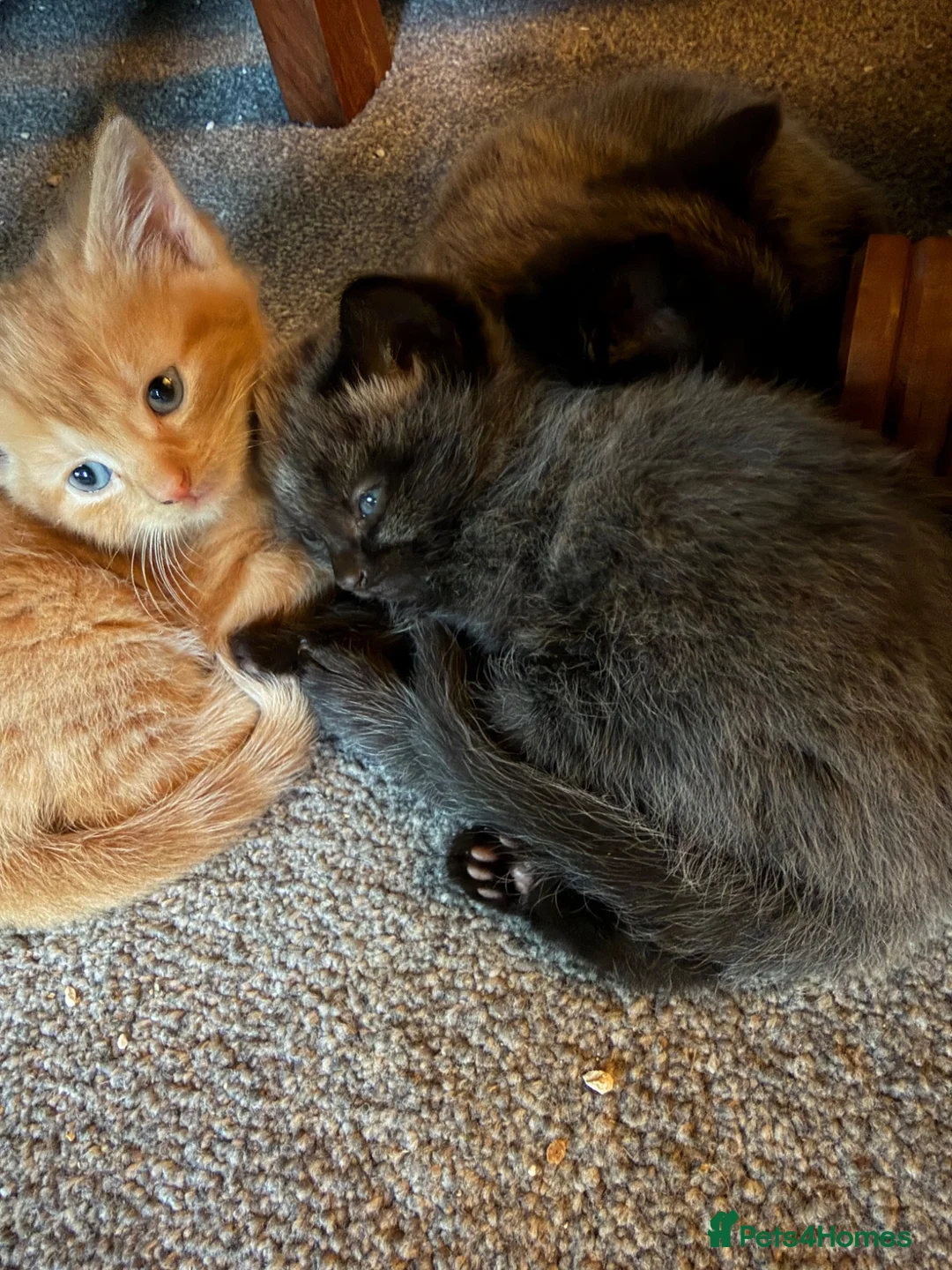 Mixed Breed cats for sale: Beautiful coloured part maincoon babies - Advert 2
