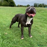 Staffordshire Bull Terrier dogs for stud: STUD DUTIES - Advert 5