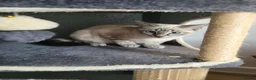 Bengal cats for sale: Stunning white bengal - Advert 1