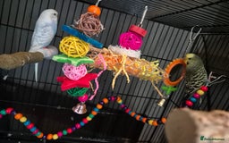 Budgerigars birds for sale: 2x budgies - Image 2