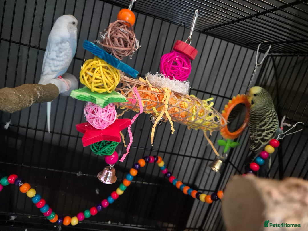 Budgerigars birds for sale: 2x budgies - Image 2