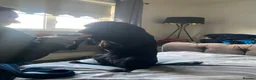 Cocker Spaniel dogs for sale: Black cocker spaniels x2  - Advert 6