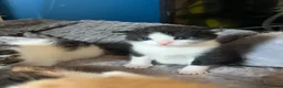 Mixed Breed cats for sale: 5 beautiful kittens looking for a forever home❤️ - Advert 25