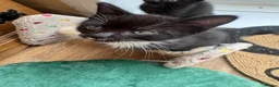 Mixed Breed cats for sale: RAGDOLL CROSS MALE KITTEN  in Willenhall - Advert 2