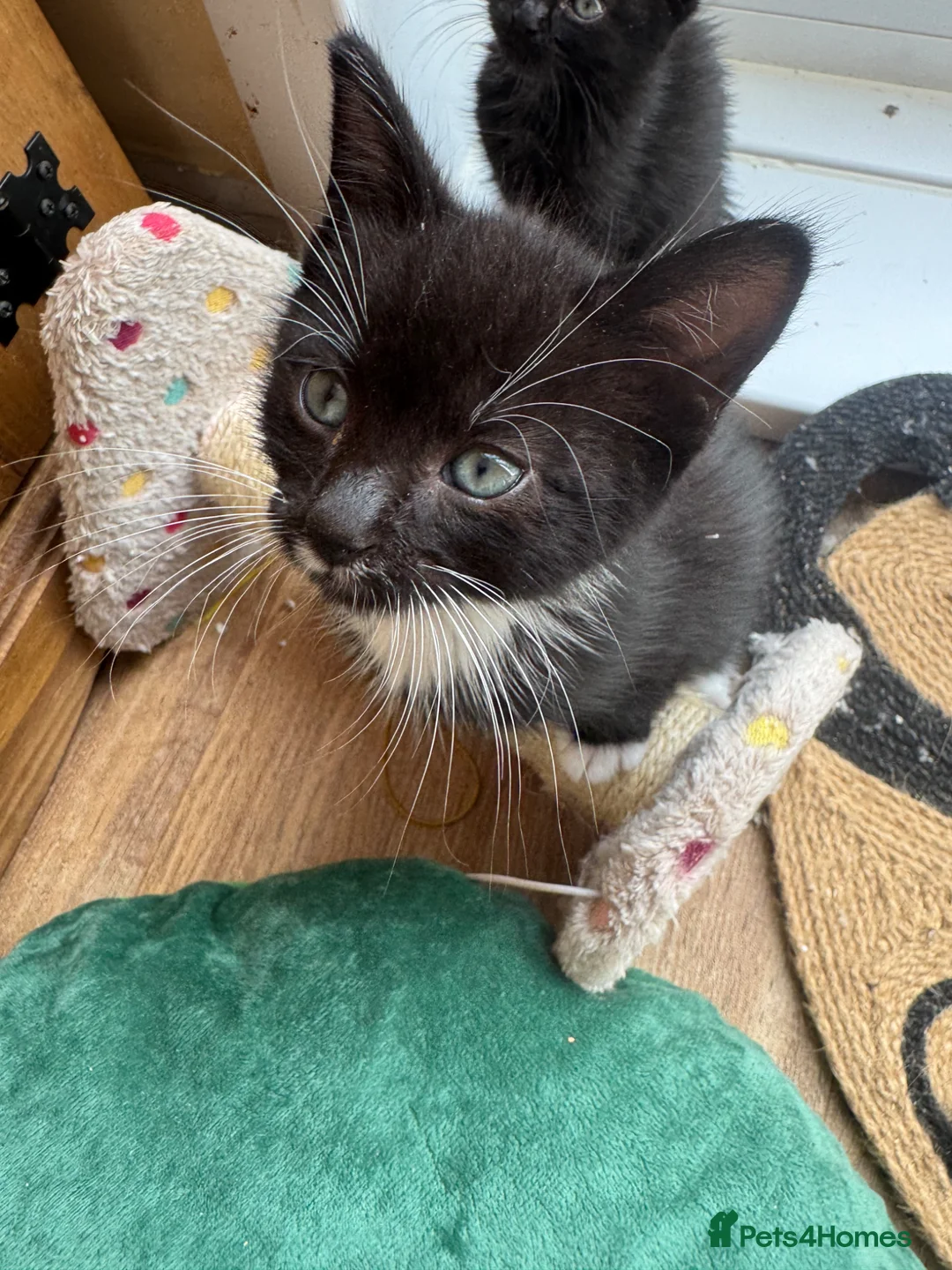 Mixed Breed cats for sale: RAGDOLL CROSS MALE KITTEN  in Willenhall - Advert 2