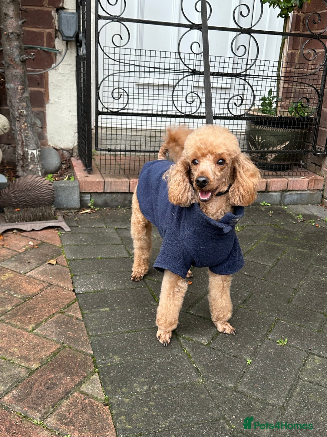 Toy Poodle dogs for stud: KC reg health tested toy poodle studs in Exeter - Advert 3