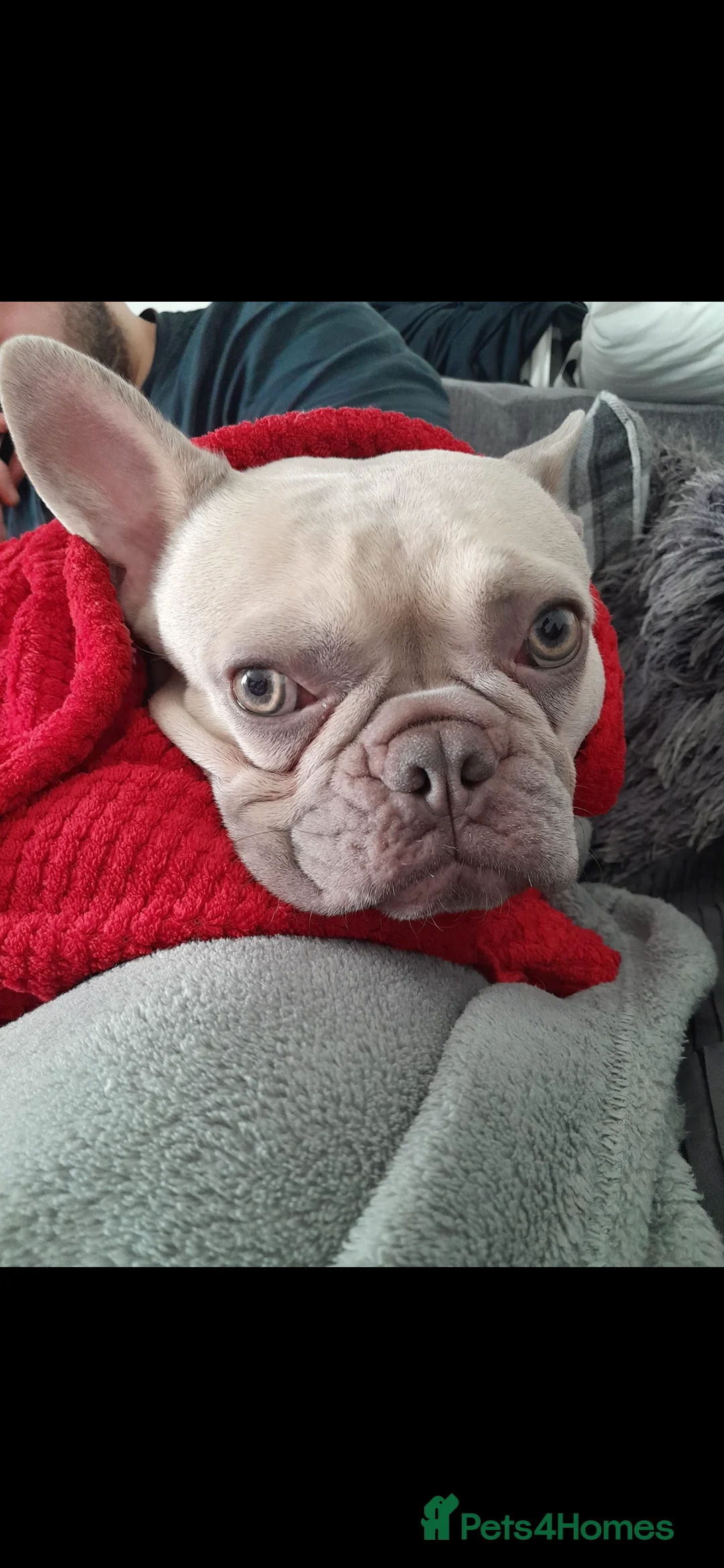 French Bulldog dogs for sale: French Bulldog Adoption - Advert 7