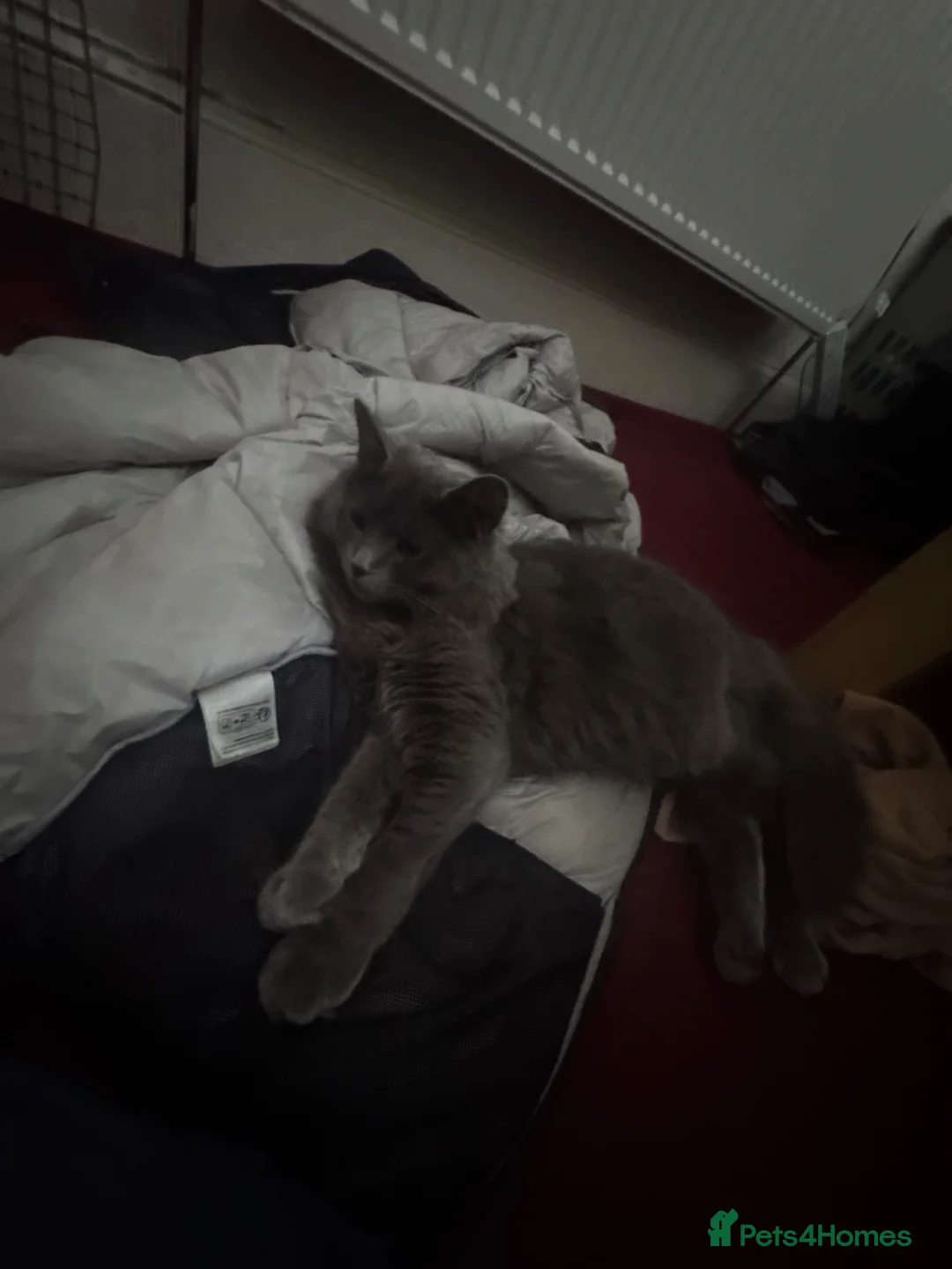 Maine Coon cats for sale: Half Maine Coon Kittens – 4 Grey / 2 Black - Advert 3