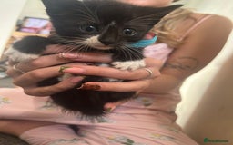 Mixed Breed cats for sale: Beautiful loving kittens - Image 3