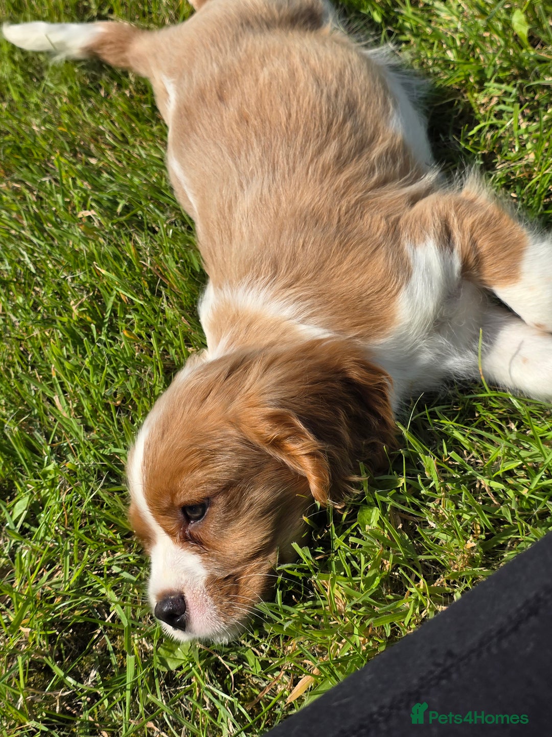 Cavalier King Charles Spaniel dogs for sale: Cavalier King Charles Puppies  - Image 8