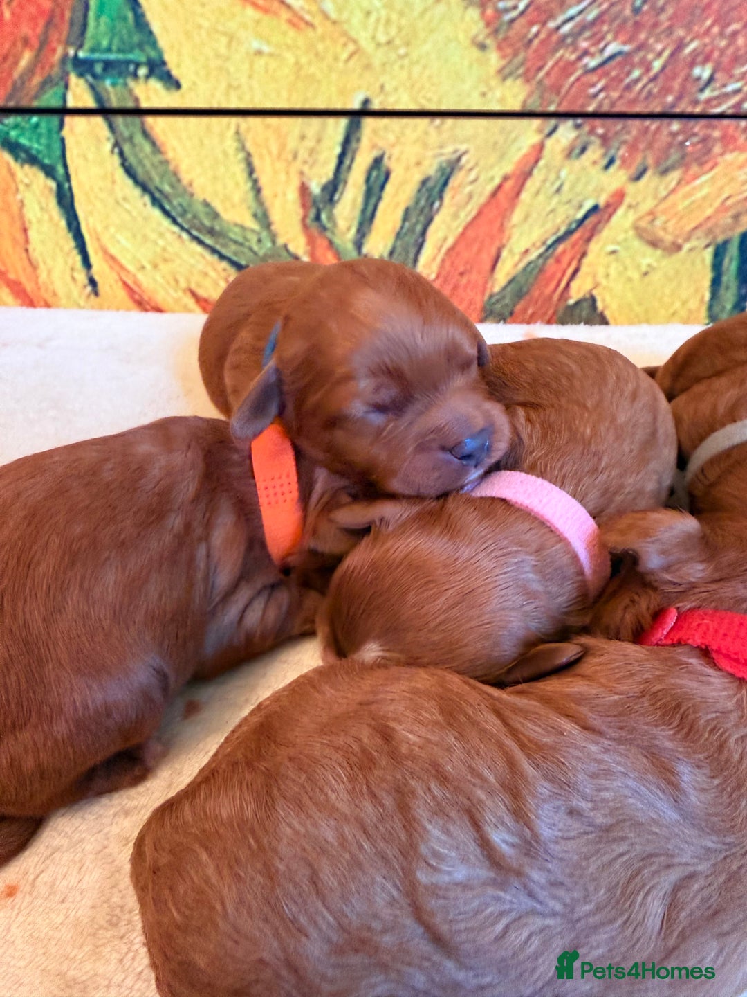 Cavapoo dogs for sale: *Stunning Ruby Red F1 Cavapoo Puppies For Sale* - Advert 2