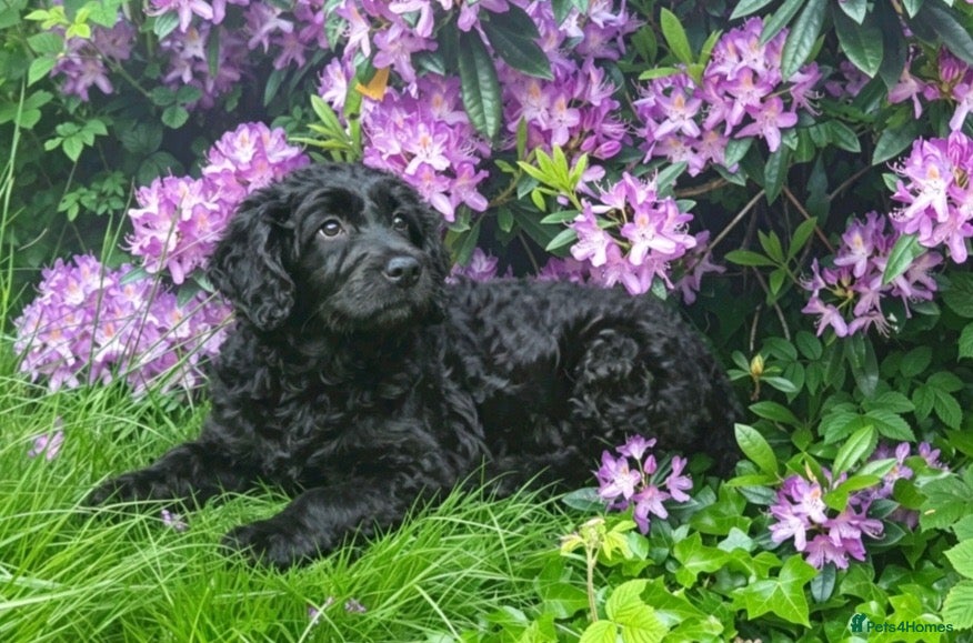 Goldendoodle dogs Beautiful miniature F1 Goldendoodle - Advert 1