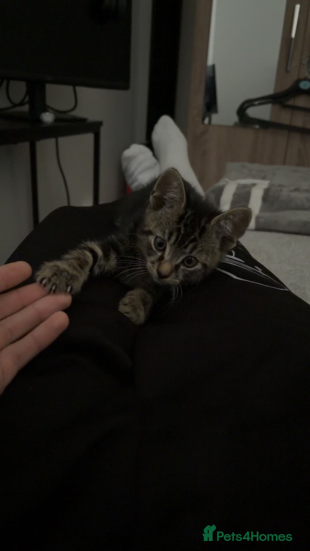 Mixed Breed cats Male 8-week old kitten  - Advert 2