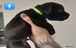 Mixed Breed dogs for sale: British Bulldog, Staffy Cross Pups - Advert 9