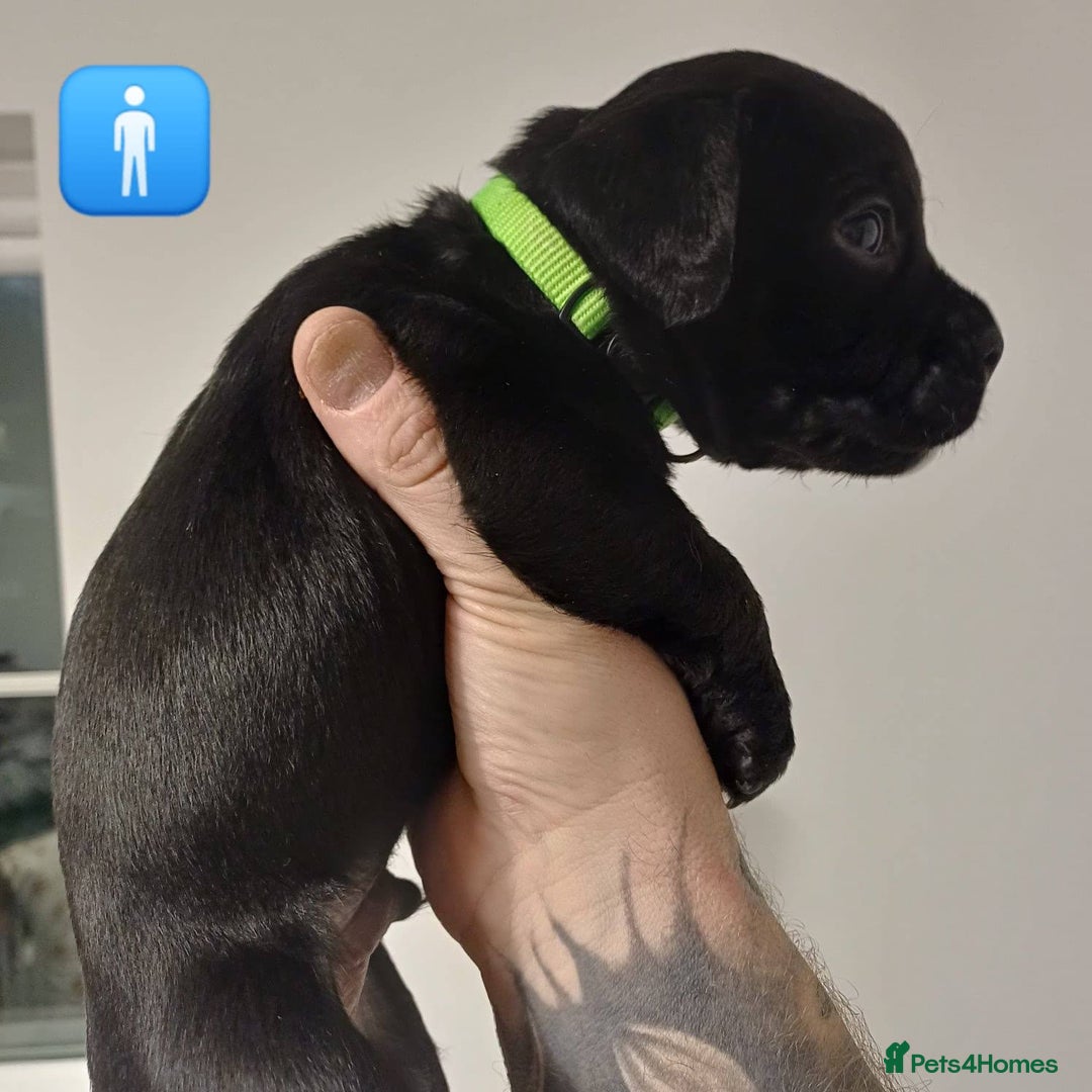 Mixed Breed dogs for sale: British Bulldog, Staffy Cross Pups - Advert 9