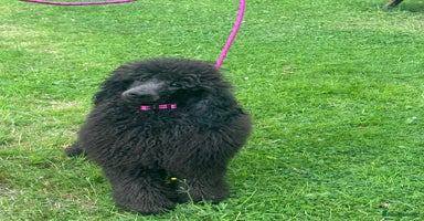 Standard Poodle dogs - Advert 14