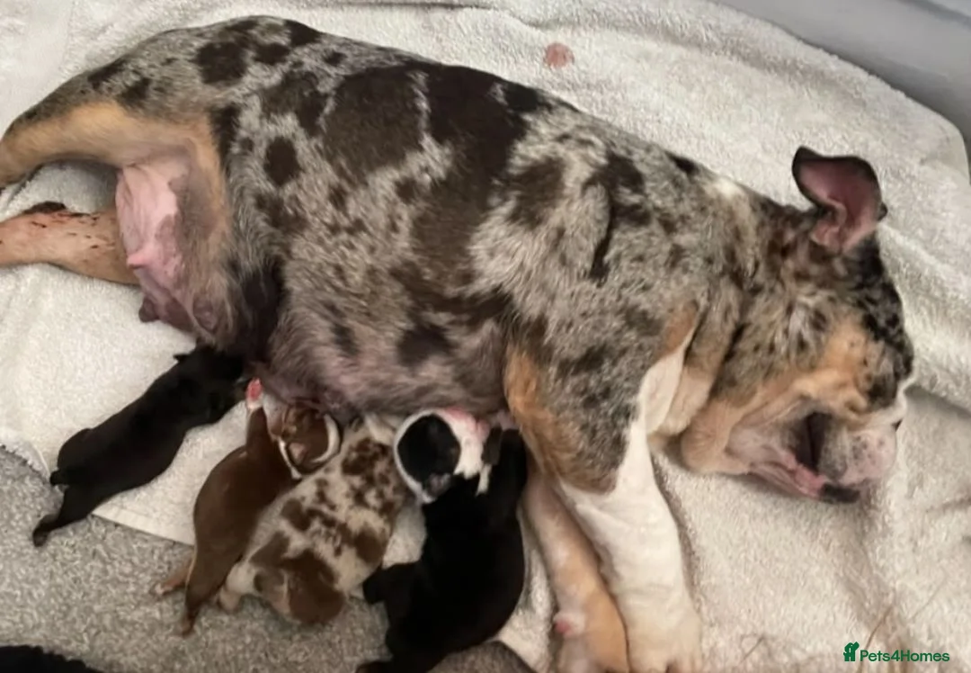 English Bulldog dogs for sale: English bulldog puppies  - Advert 12