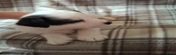 Jackapoo dogs for sale: Gorgeous little accidents! in Bacup - Advert 14