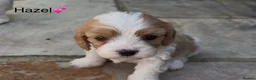 Cavapoochon dogs for sale: Beautiful Cavapoochon puppies - Advert 12