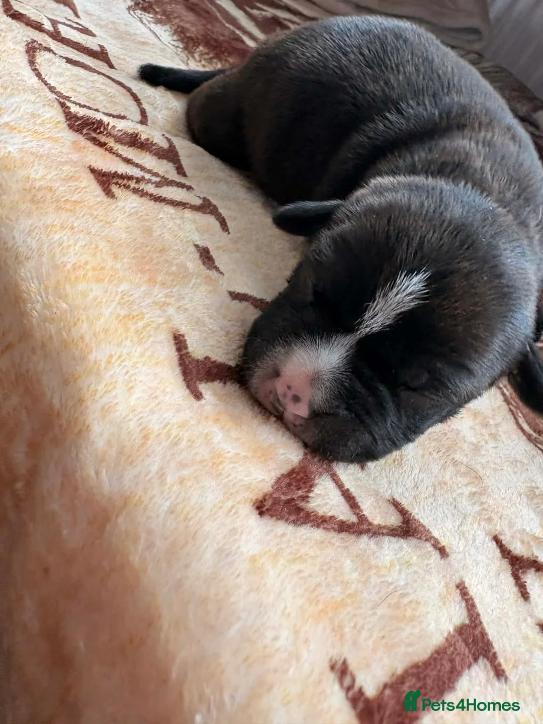 Staffordshire Bull Terrier dogs for sale: Staffy pupies  - Advert 22