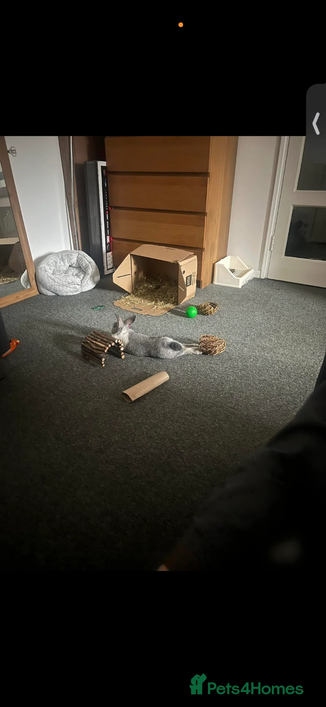 Dutch rabbits for sale: Oslo - Beautiful white and grey bunny - Advert 2