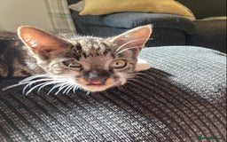 Domestic Shorthair cats for sale: Female kitten 4 months old - Image 3
