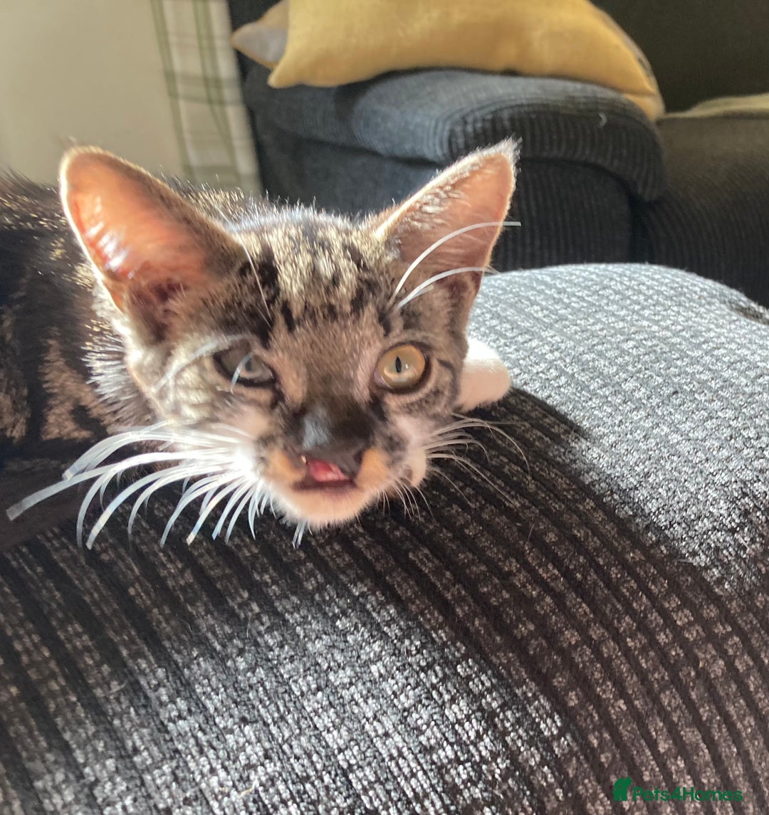 Domestic Shorthair cats for sale: Female kitten 4 months old - Image 3