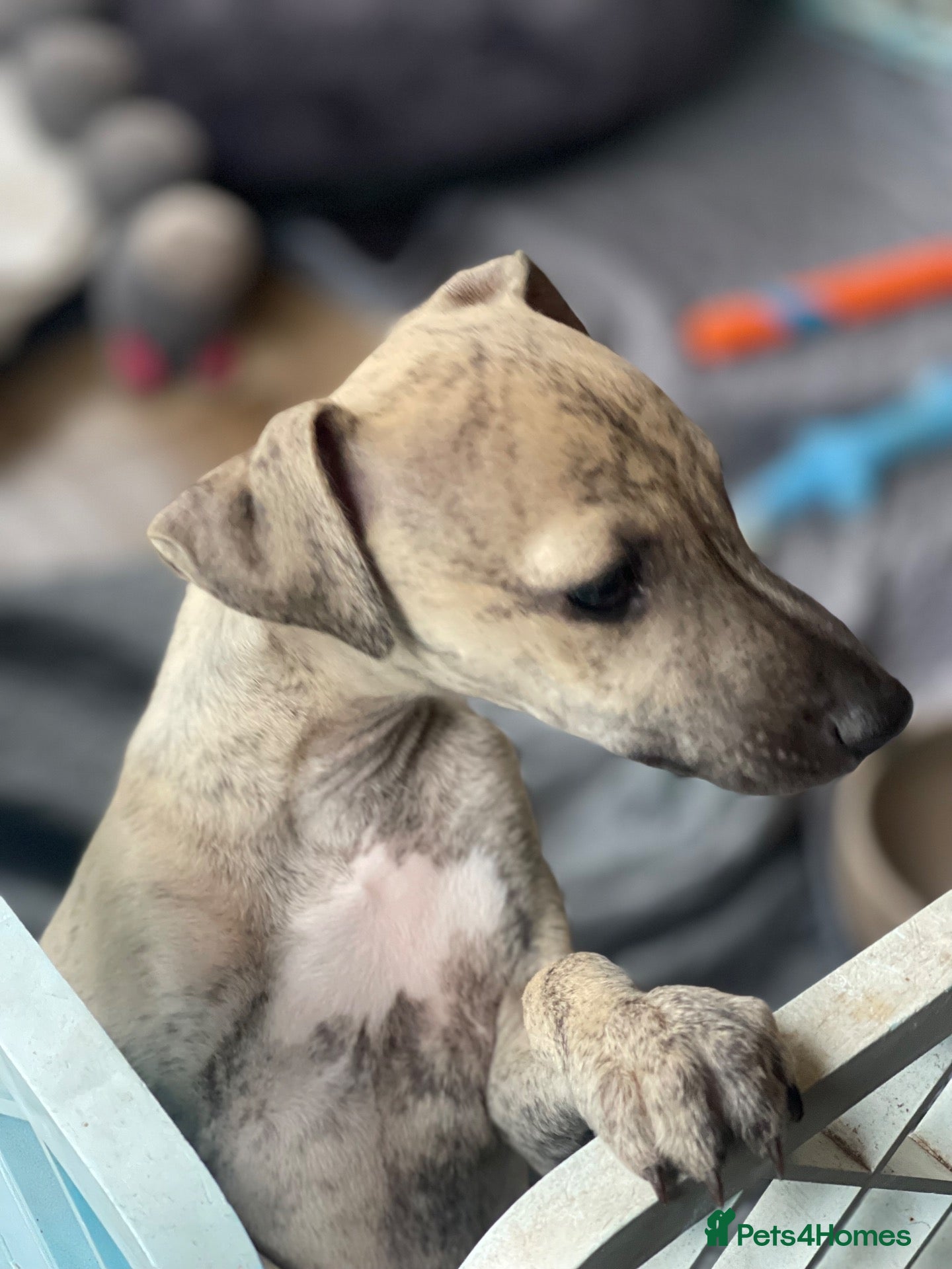 Italian Greyhound dogs 1 stunning brindle boy Wiggy licensed breeder  - Advert 2