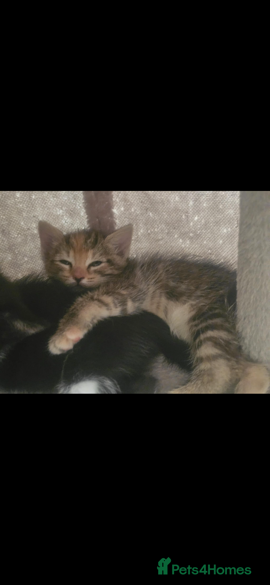 British Shorthair cats for sale: Kittens for sale  - Image 6