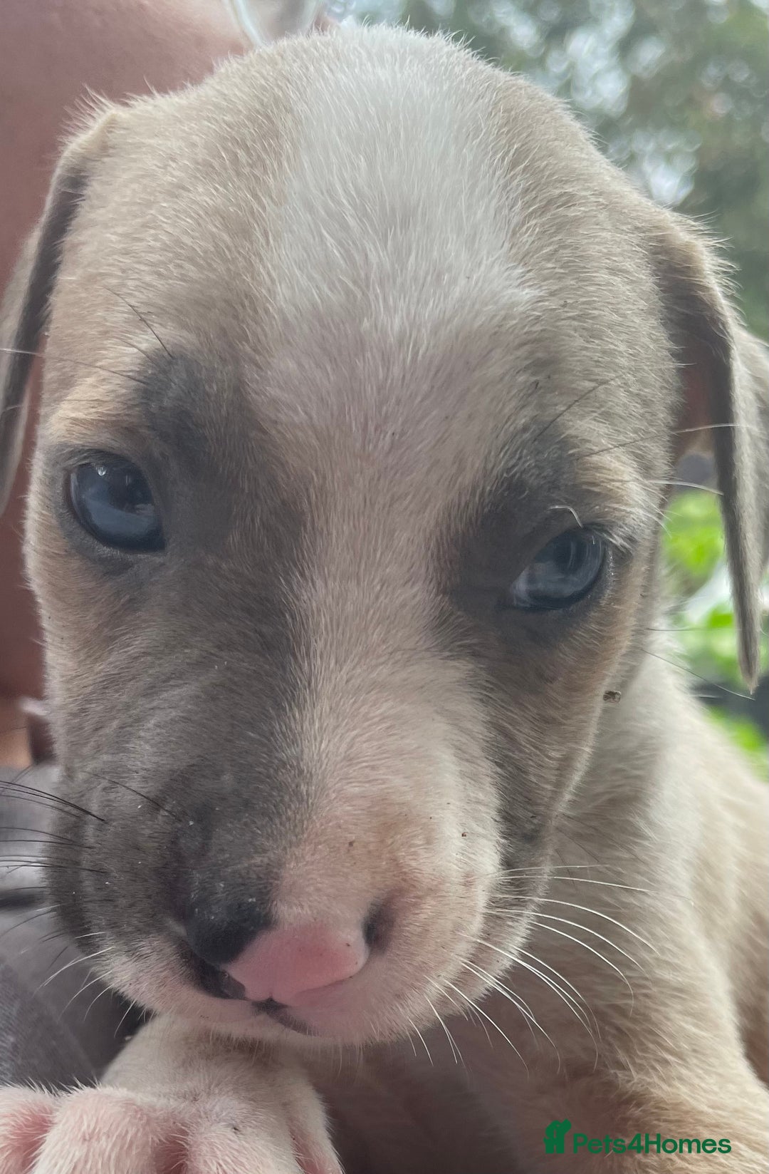 Mixed Breed dogs for sale: Presa canairo x American bulldog  - Image 15