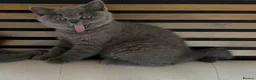 British Shorthair cats for sale: Blue British Shorthair kittens GCCF 2 boys 1 girl - Advert 5