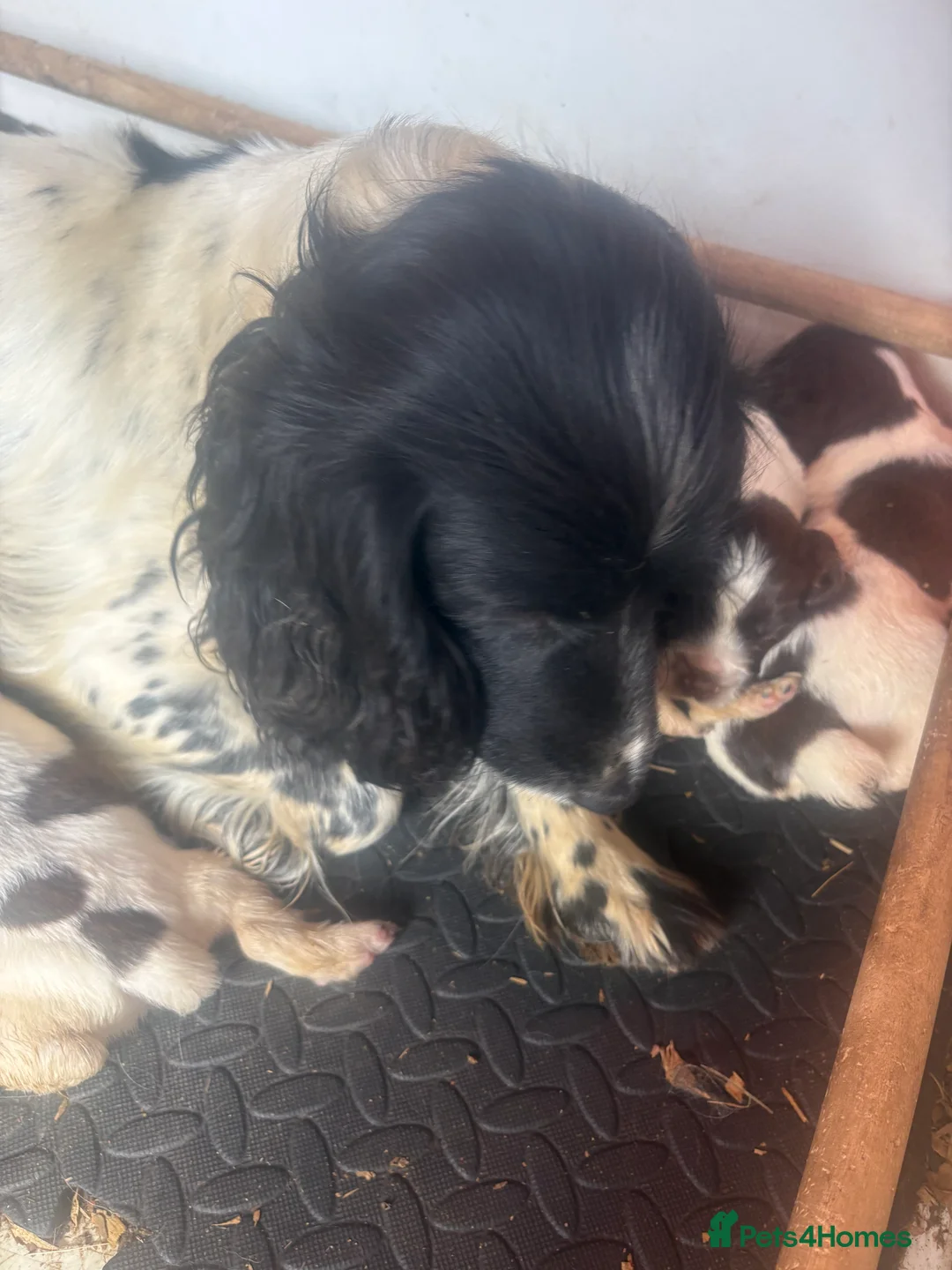 English Springer Spaniel dogs for sale: Spinger spaniels looking for a forever home - Advert 11