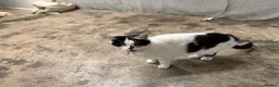 Domestic Shorthair cats for sale: cat and 2 kittens  - Advert 1