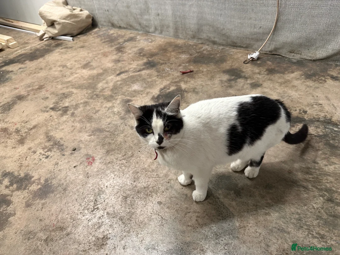 Domestic Shorthair cats for sale: cat and 2 kittens  - Advert 1