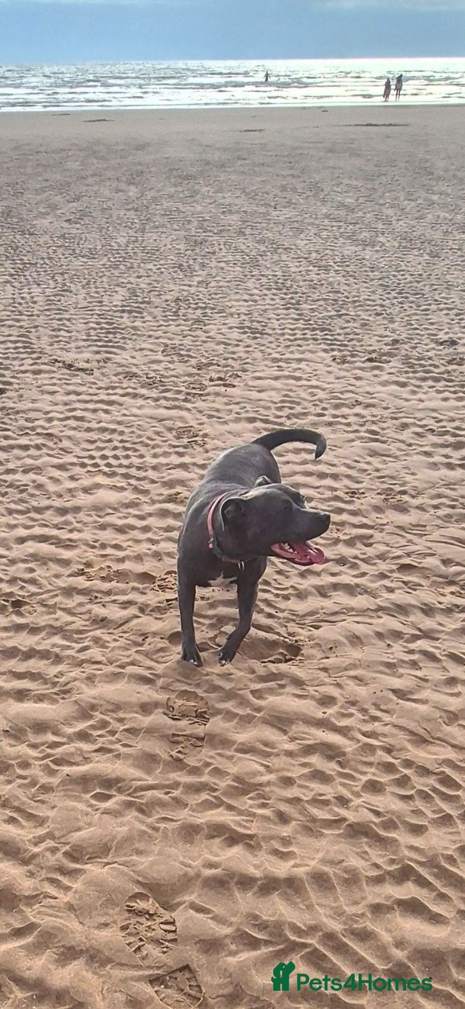 Staffordshire Bull Terrier dogs Blue staffordshire bull terriers - Advert 1