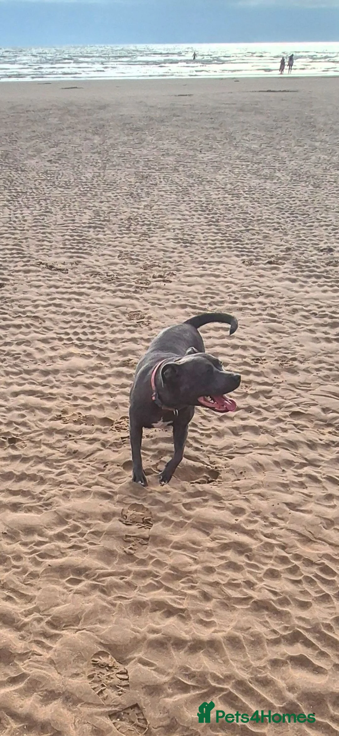 Staffordshire Bull Terrier dogs for sale: Blue staffordshire bull terriers - Advert 1