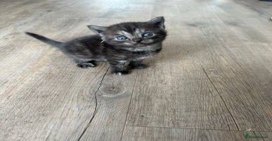 Scottish Fold cats - Advert 7